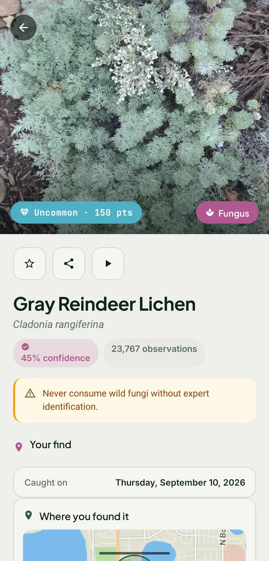 A find: Gray Reindeer Lichen, uncommon, 150 points, 45% confidence, with a warning never to eat wild fungi