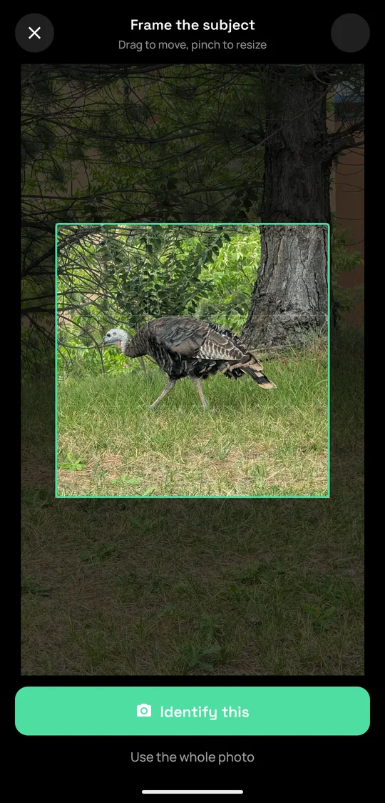 Framing a wild turkey in the scanner before identifying it